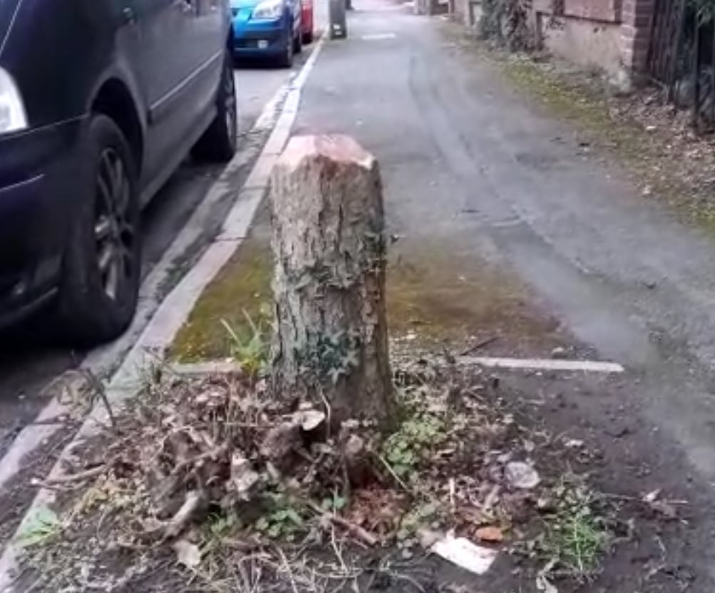 Tree stump at other end of Fitzharris Avenue 